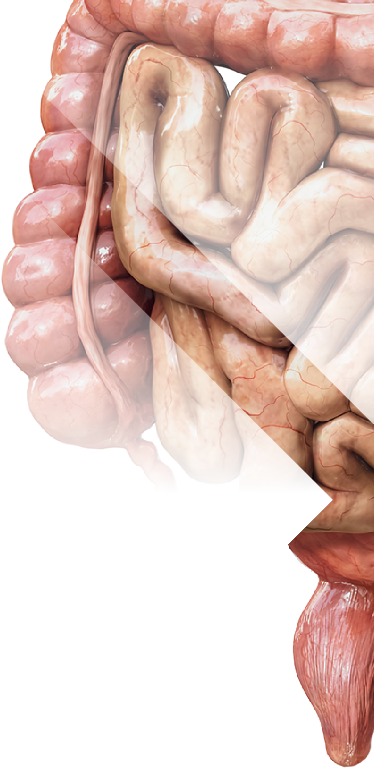 intestine